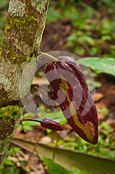 Cacao tree with fresh cacao beans in Costarican coast