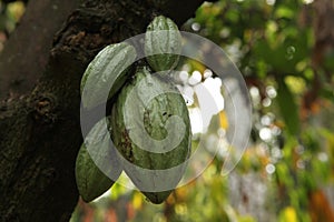 Cacao Tree (Theobroma cacao).