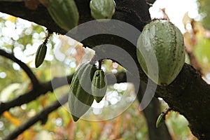 Cacao Tree (Theobroma cacao).