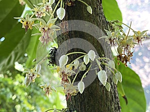 Cacao tree / Theobroma cacao / Cocoa tree, Kakaobaum, ÃÂ¡rbol del cacao, Kakao-Baum, Cacaotero, Cacaotier, Cacaoyer photo