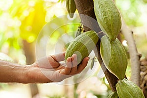 Cacao Tree & x28;Theobroma cacao& x29;. Organic cocoa fruit pods in nature