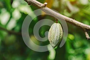 Cacao Tree (Theobroma cacao). Organic cocoa fruit pods in nature