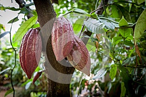 Cacao Tree Theobroma cacao. Organic cocoa fruit pods in nature