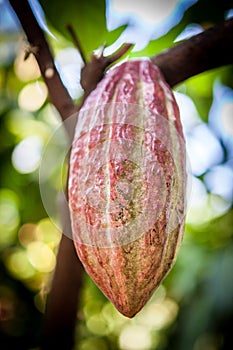 Cacao Tree Theobroma cacao. Organic cocoa fruit pods in nature