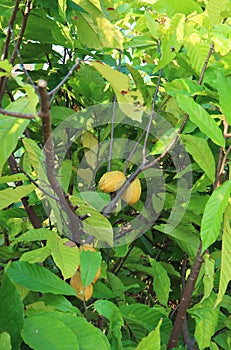 Cacao Tree with Ripening Fruits Called Cacao Pods photo