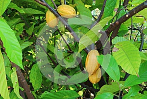 Cacao Tree with Ripening Fruits Called Cacao Pods photo