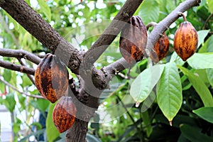 Cacao trees in Bergianska trädgården in Stockholm