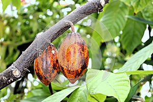 Cacao trees in Bergianska trädgården in Stockholm
