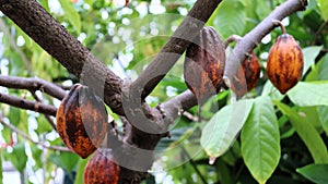 Cacao trees in Bergianska trädgården in Stockholm