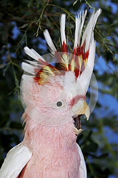 CACATOES DE LEADBEATER  cacatua leadbeateri