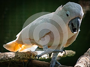 Cacatua bird close up