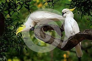 Cacatua galerita - Sulphur-crested Cockatoo sitting on the branch in Australia. Big white and yellow cockatoo with green backgroun