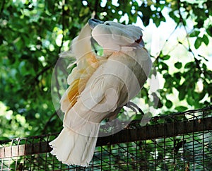 Cacatua parrot Oasi Sant'Alessio Pavia