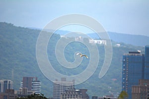 Cacatua sanguinea flying high above the city photo