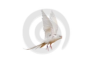 Cacatuidae parrot isolated on white background.