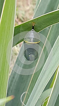 Caccoon chrysalis butterfly monarch gorgeous