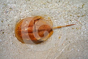 Cacerola de mar Limulus polyphemus Mexico