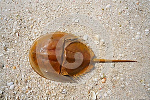 Cacerola de mar Limulus polyphemus Mexico photo