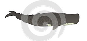 Cachalot or sperm whale on a white background.