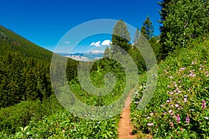 Cache Creek mountain bike trail outside of Jackson, Wyoming photo