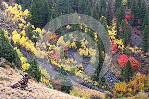 Cache National Forest Fall Scenery