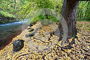 Cache River Utah in the fall