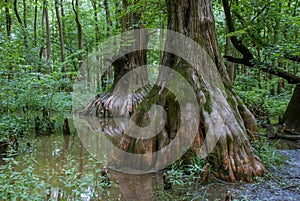 Cache River Wetlands, Big Cypress Access, Southern Illinois, USA