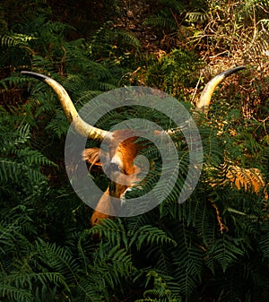 Cachena bull among the fern leaves looking straight into the camera Barrosa Bull, Selective focus photo