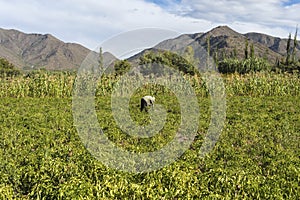 Cachi Adentro in Salta, northern Argentina