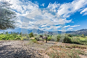 Cachi Adentro in Salta, northern Argentina photo