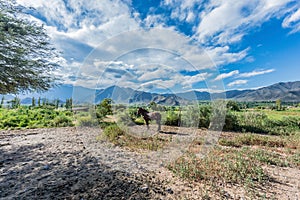 Cachi Adentro in Salta, northern Argentina photo