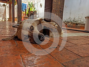 Cachorro deitado fofo - cute dog photo