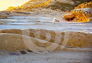 Playing by the cliffs at sunset on the coast photo