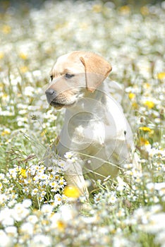 Labrador retriever puppy between flowers photo