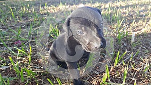 Cachorro preto filhote photo