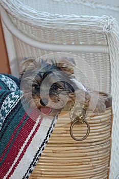 Yorkshire terrier puppy playing  hidden into the basket with blanket photo