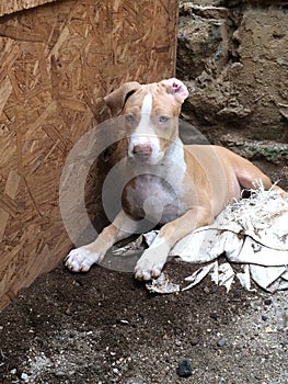 Cachorros pitbull jugando juntos y felices photo