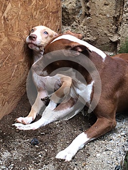 Cachorros pitbull jugando juntos y felices photo