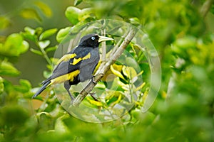 Cacicus cela, Yellow-rumped Cacique, yellow black bird sitting on the tree. Wildlife scene form nature, Trinidad and Tobago. photo