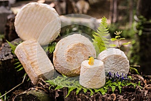 Caciotta cheese in a bucolic scenery