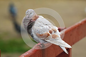 A cacked pigeon basks in the sun