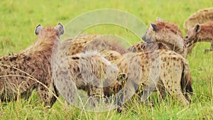 Cackle of Hyenas feeding on a scavenged kill, eating remains of animal in the Maasai Mara National R