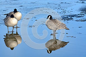 Cackling geese standing on ice