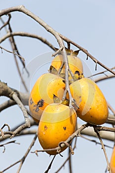 Caco fruits on tree photo