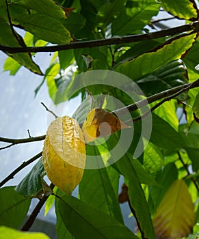 Cacoa fruit ripening on tree