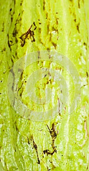 Cacoa white background in studio