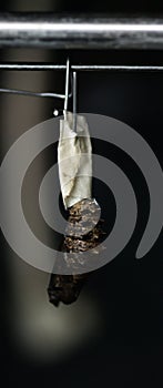 Cacoon of a butterfly