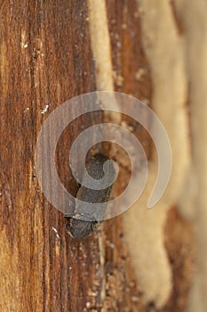 Cacotemnus thomsoni on fir wood