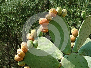 Cactacea ficus photo