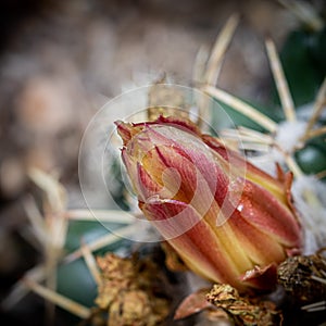cactacea flower bud photo